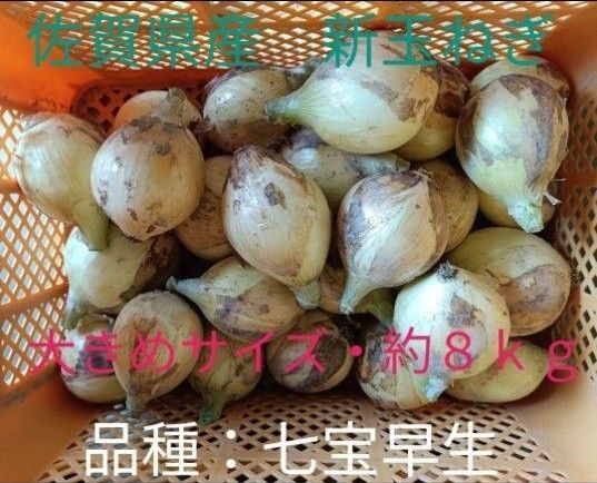 新玉ねぎ 佐賀県産 しろいし玉ねぎ 早生七宝早生 減農薬 サラダ用玉ねぎ 産地直送 農家直送 8kg 10kg