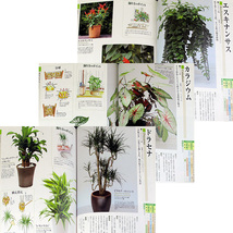 ★良品即納★はじめての観葉植物-育て方と手入れのコツ｜カラー図鑑 栽培育成ガイド 100種超 選び方 培養土 肥料 病害虫対策#○_画像6