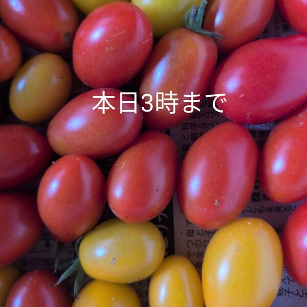 無農薬 ミニトマト アイコ 赤、黄色のミックス ネコポス