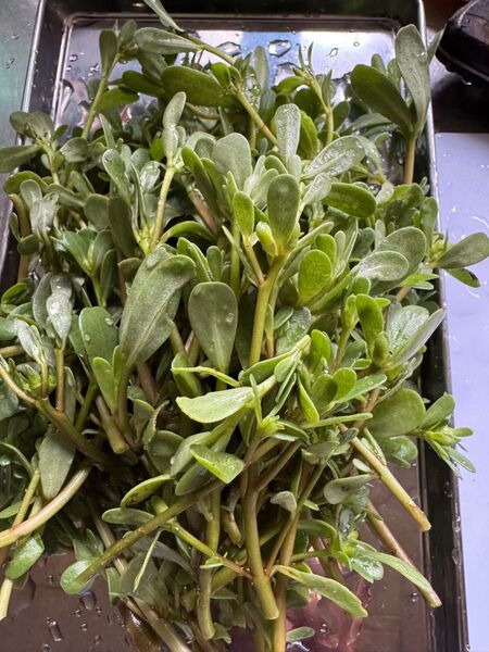 スベリヒユ 500g