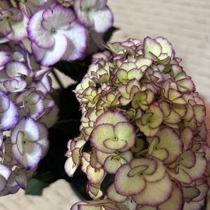紫陽花 アジサイ黒葉開花株紫陽花 お色変わりが楽しめる 8/1