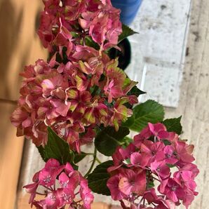 紫陽花 アジサイ開花株花終わった紫陽花 お色変わりが楽しめる スクロスワッカーバート 4号8/5