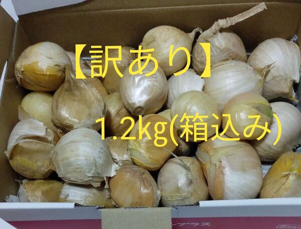 【訳あり・種用】ジャンボニンニクバラ 約1.2㎏(箱込み)②