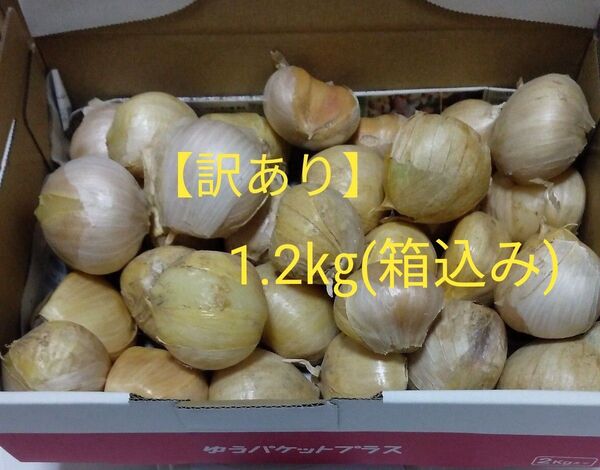 【訳あり・種用】ジャンボにんにく バラ約1.2㎏(箱込み)