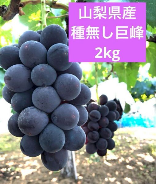 山梨県産 種無し巨峰 2kg
