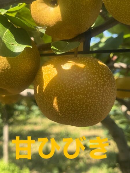 茨城県産 梨/甘ひびき 家庭用/3キロ 数量限定! 希少品種