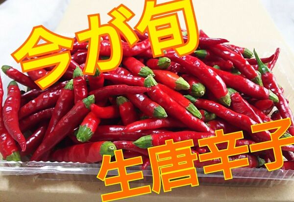 タイムセール 農薬不使用 赤生唐辛子