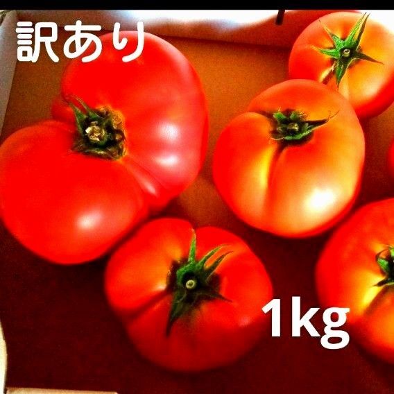 規格外 訳あり 旬 トマト とまと 農家産 朝どれ発送 大きさバラバラ 1kg