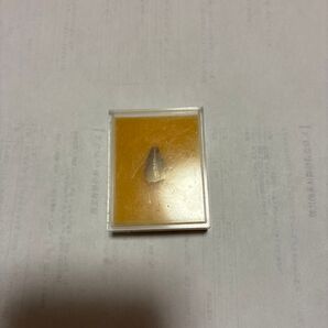 モササウルス 歯 化石 標本 コレクション