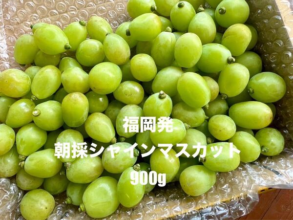 福岡県産完熟シャインマスカット900g