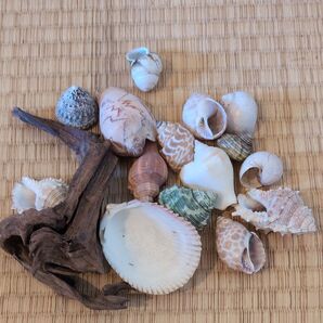 貝殻と流木