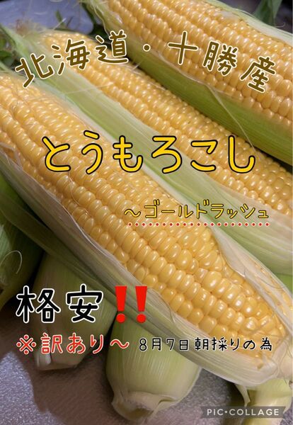 北海道 十勝産 8月7日朝採り 訳ありとうもろこし ゴールドラッシュ