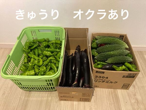 夏野菜 詰め合わせ ゴーヤたっぷり