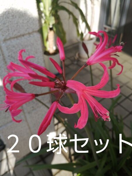 ダイヤモンドリリー(ネリネ)前年開花球 サルニエンシス ローズピンク 20球