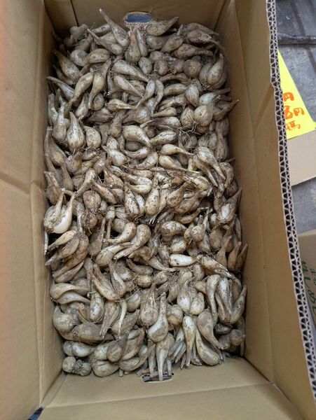 らっきょう 箱込み約10キロ 宮崎産