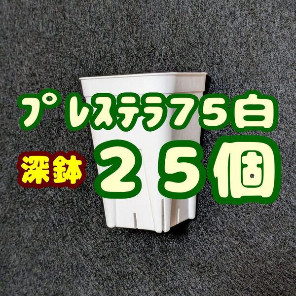 プレステラ深鉢75 白 25個 プラ鉢 スリット鉢 多肉植物