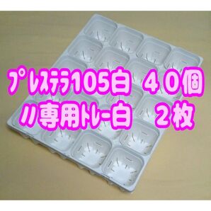 《プレステラ105白40個+専用システムトレー白2枚》 プラ鉢 スリット鉢 多肉植物