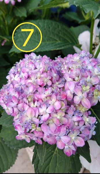 山紫陽花 三河千鳥 ミカワチドリ 根付き苗⑦ ネコポス