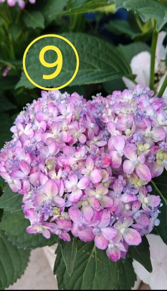 山紫陽花 三河千鳥 ミカワチドリ 根付き苗⑨ ネコポス