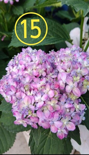 山紫陽花 三河千鳥 ミカワチドリ 根付き苗⑮ ネコポス