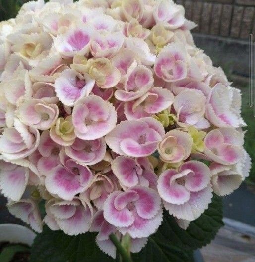 紫陽花 希少挿し木