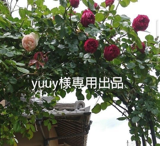 バラ苗 バラ
