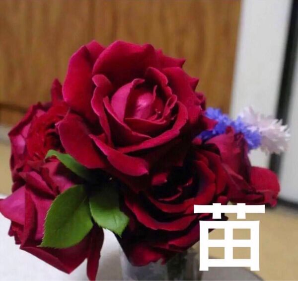 発根済み つるバラ つるクリムゾングローリー 挿し木苗 チビ苗 1本+おまけ1本