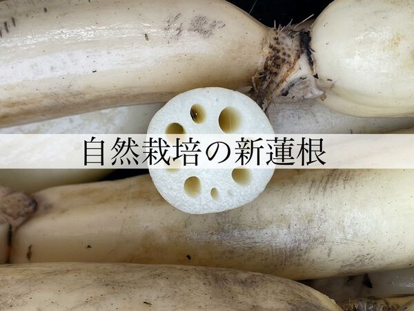 新れんこん 自然栽培 1.6キロ 無農薬 農家直送