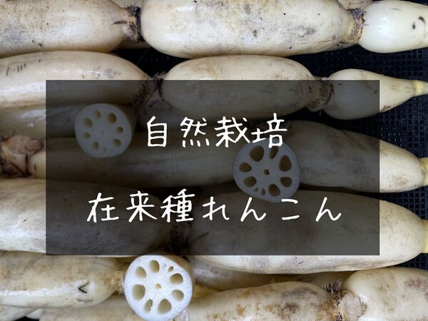 新れんこん 自然栽培 1.6キロ