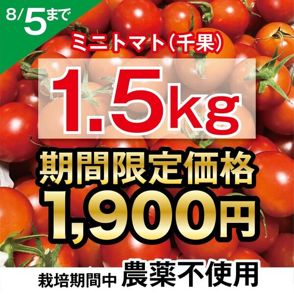 ミニトマト 栽培期間中農薬不使用