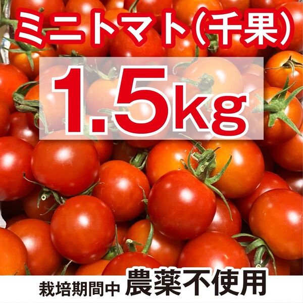 ミニトマト 栽培期間中 農薬不使用