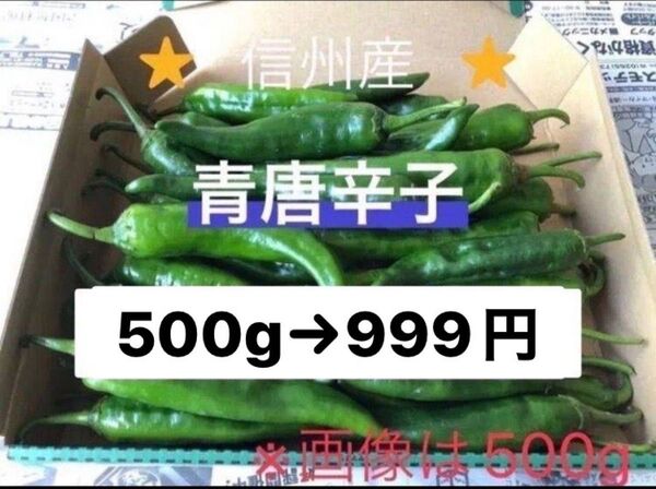 激辛青唐辛子 500g 長野県産 信州 産地直送