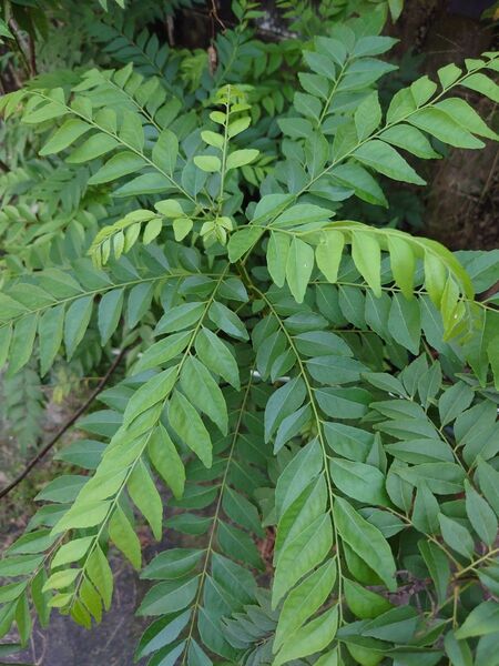 新鮮カレーリーフ生葉40本【栽培期間中農薬不使用】