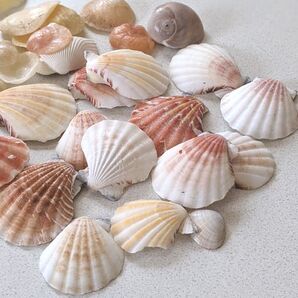 貝殻 まとめ売り