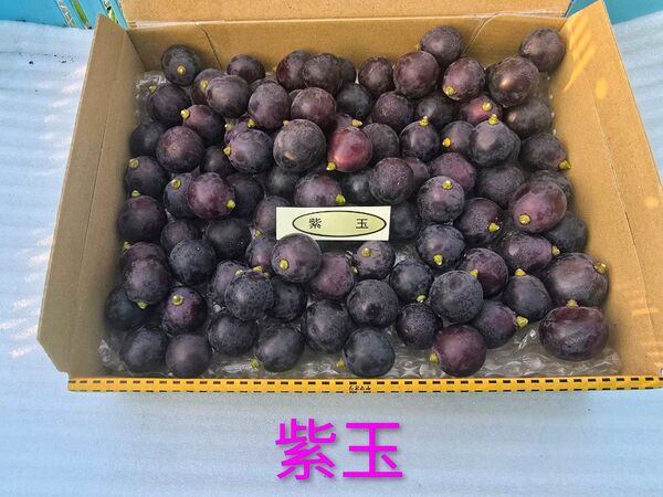 ぶどう 紫玉 800g