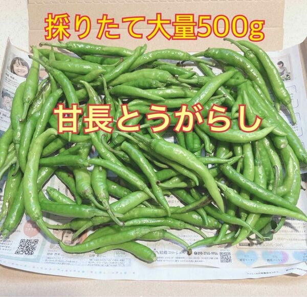 【安心の無農薬野菜】匿名配送自家菜園 甘長とうがらし 採りたて大量500g万願寺