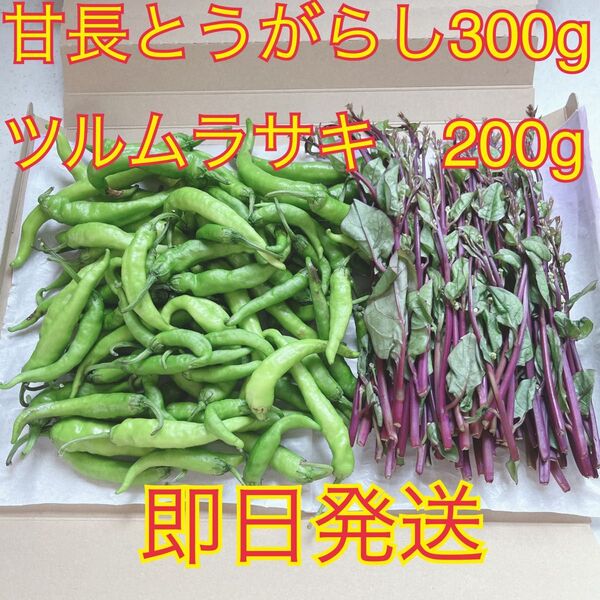 【安心の無農薬野菜】匿名配送自家菜園 甘長とうがらし・ツルムラサキ 採りたて大量500g 即日発送