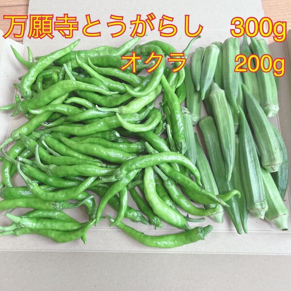 【安心の無農薬野菜】匿名配送自家菜園 甘長とうがらし・オクラ 採りたて大量500g