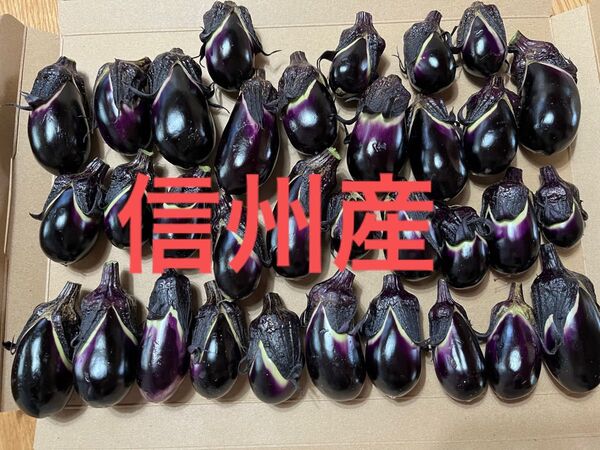 【当日発送】 信州産 長野県産 水茄子 小ナス 朝採れ