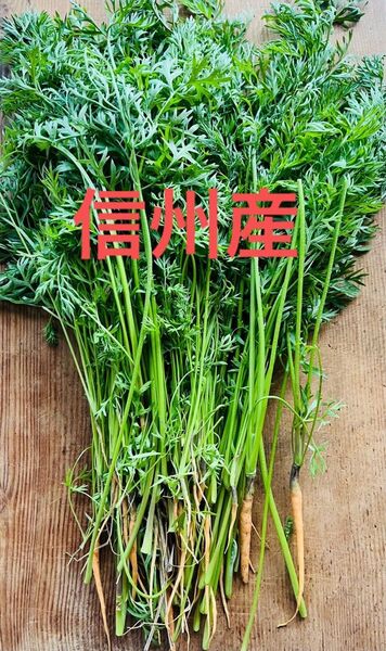 【信州産】にんじんの葉っぱ 間引きにんじん 人参 無農薬