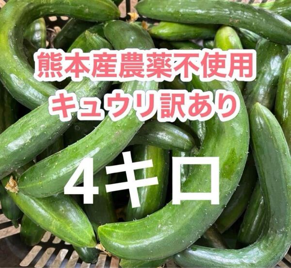 翌日配達地域限定★内容を確認してください 熊本産農薬不使用訳ありキュウリ4キロ