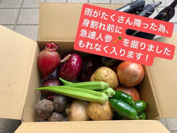 採れたて夏野菜詰め合わせ