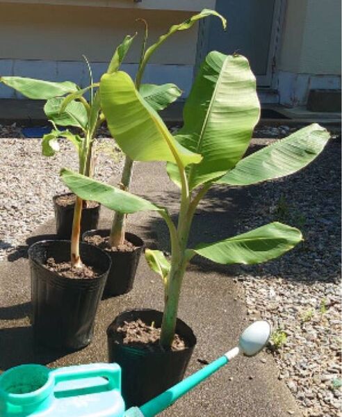 アイスクリームバナナ 耐寒性バナナ musa 果樹苗 バナナ苗 バナナ株分苗 ムサ 熱帯果樹 Musa