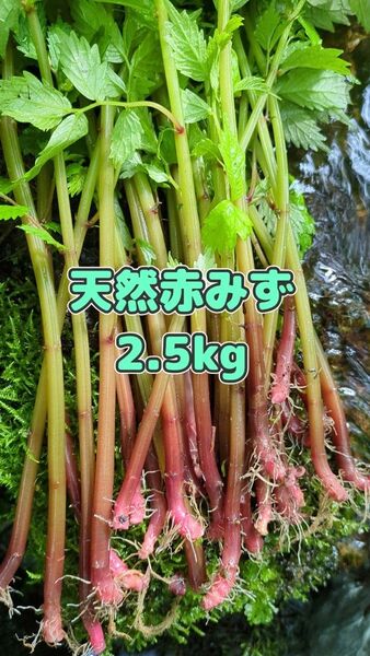 山菜みず ミズ 2.5kg みず ウワバミソウ 赤ミズ ミネラル豊富 ねばり 太め ビタミン豊富