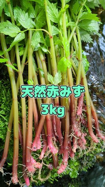 山菜みず ミズ 3kg みず ウワバミソウ 赤ミズ ミネラル豊富 ねばり ビタミン豊富
