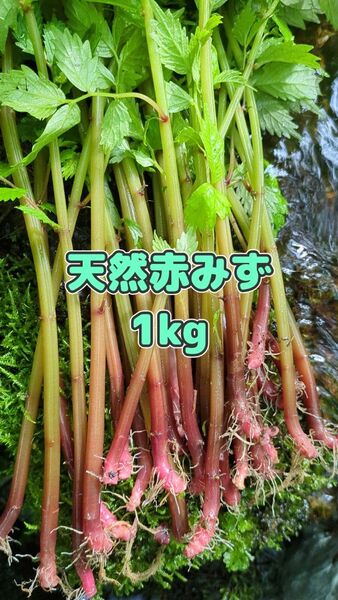 山菜みず ミズ 1kg みず ウワバミソウ 赤ミズ ミネラル豊富 ねばり ビタミン豊富 コンパクトBOX
