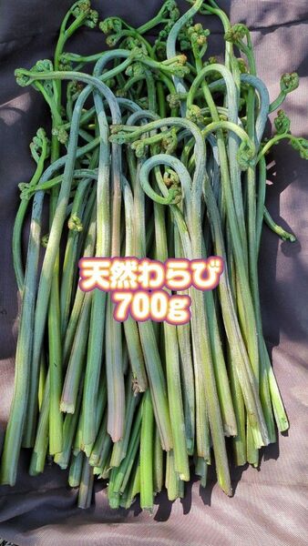 700g 天然わらび 山菜 常温発送 当日採取 ねばり ネコポス
