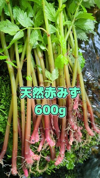 山菜みず ミズ 600g みず ウワバミソウ 赤ミズ ミネラル豊富 ねばり ビタミン豊富