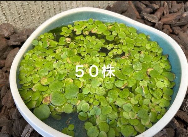 水草 ドワーフアマゾンフロッグピット50株+α