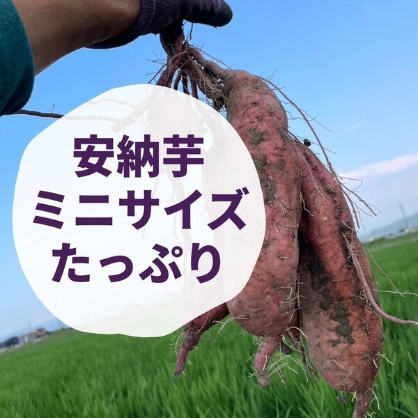さつまいも 安納芋 Sサイズ たっぷり